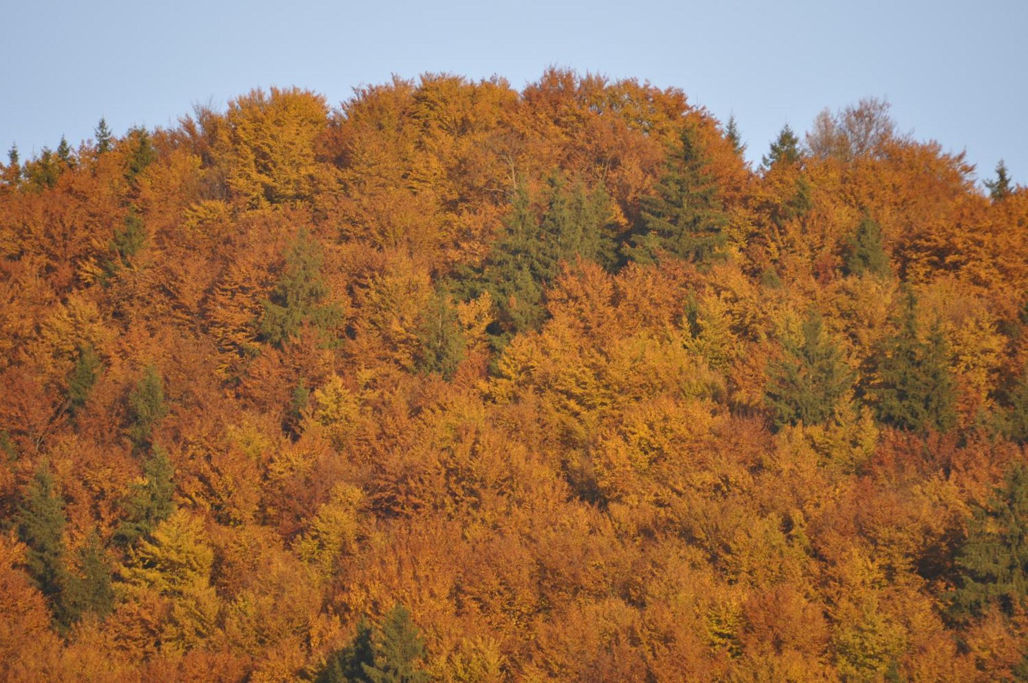 Pension Harmonia Miercurea Ciuc Exteriör bild